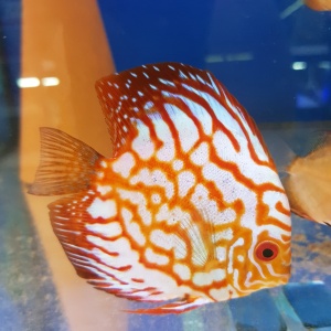 Фото от владельца Goldfish, магазин аквариумистики