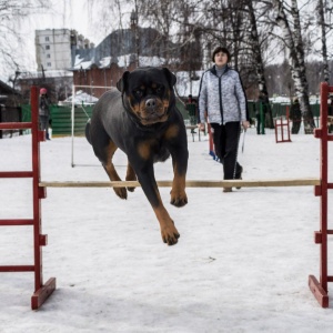 Фото от владельца Лидер, кинологическое объединение