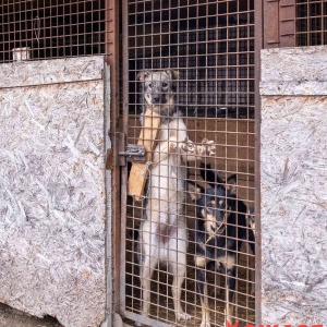 Фото от владельца Приют для бездомных собак