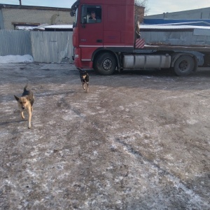 Фото от владельца ЛесПаркХоз, МКУ, отдел по отлову и содержанию безнадзорных домашних животных