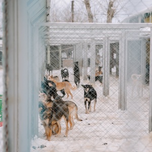Фото от владельца Сострадание НН, Нижегородский благотворительный фонд защиты животных
