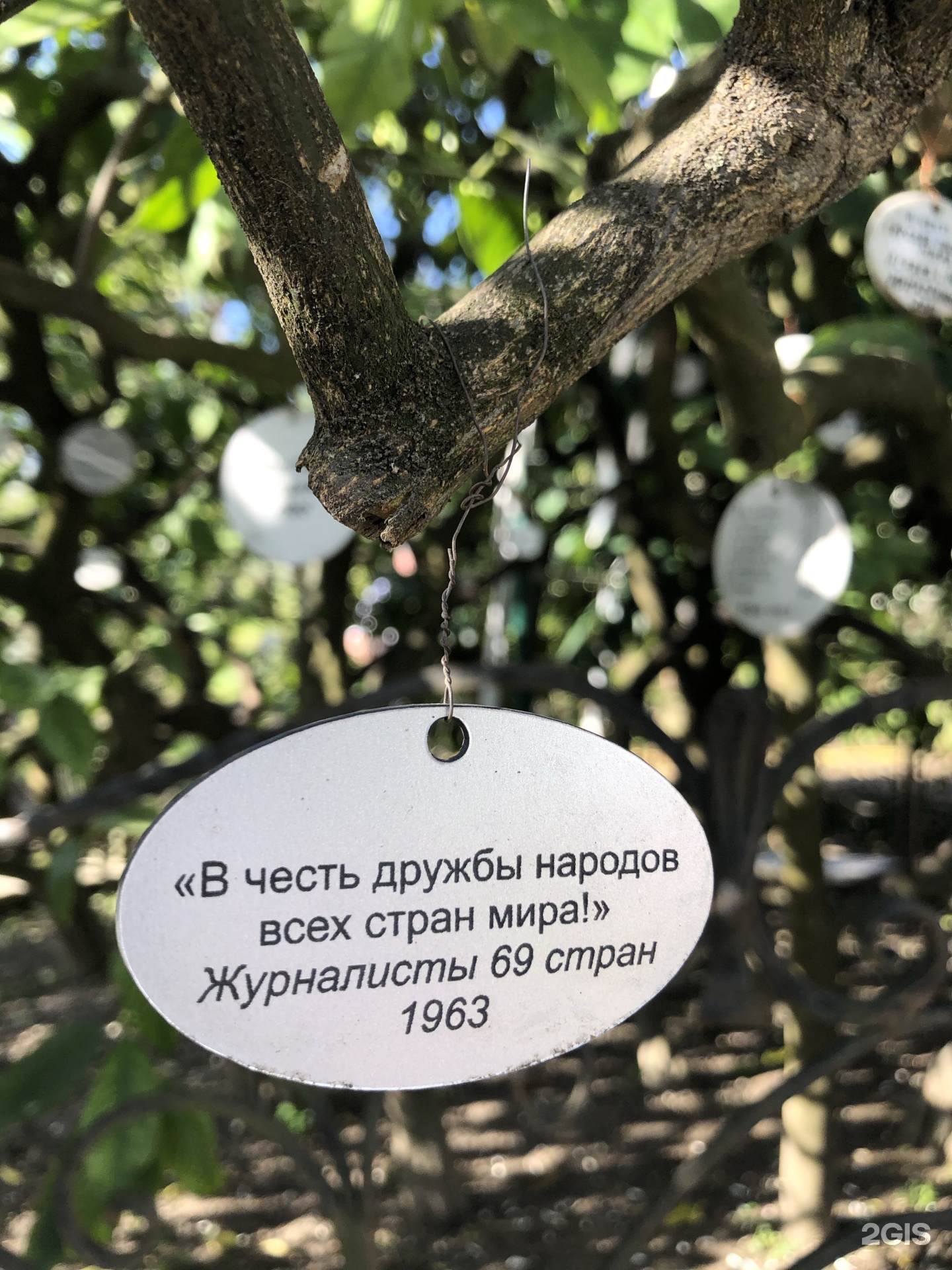сочи сад музей дерево дружбы