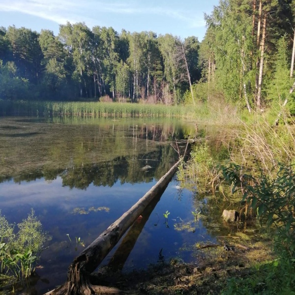 Киров сосновый бор фото