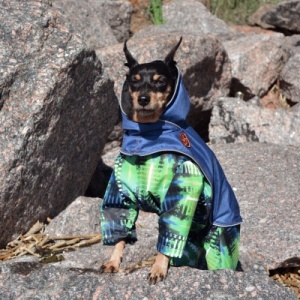 Фото от владельца Модапес, ателье по пошиву одежды для собак
