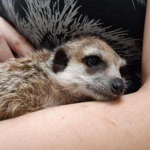 Фото от владельца ZooClinic, ветеринарный центр