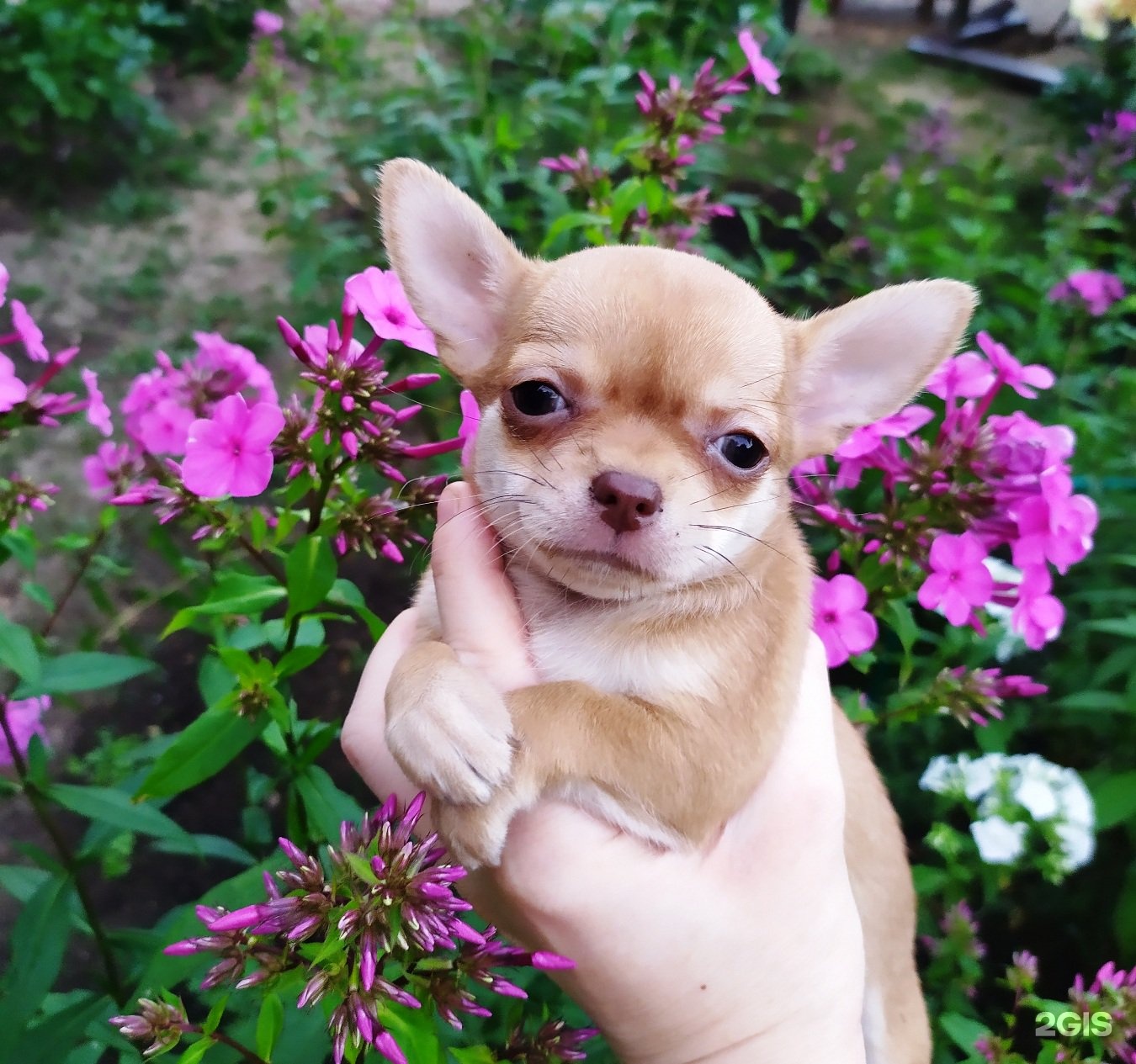 чихуахуа рикко вигал, московский. питомник чихуахуа в сыктывкаре. улица чихуахуа. радужный чихуахуа. чихуахуа рикко вигал, московский.