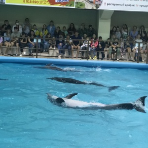 Фото от владельца Геленджикский дельфинарий, ЗАО