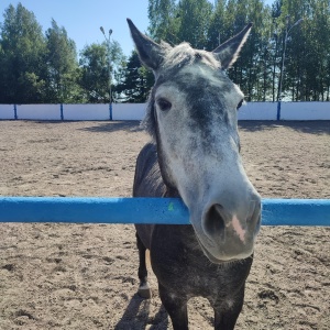 Фото от владельца Здоровье, спортивно-оздоровительная база