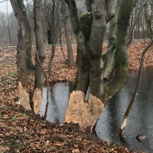 Фото от владельца Южный, ландшафтный парк