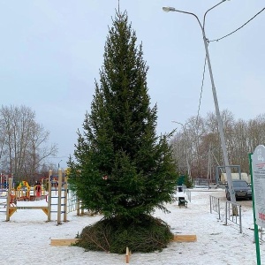 Фото от владельца Из леса, служба доставки живых елок