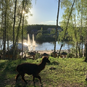 Фото от владельца Орловский, парк отель