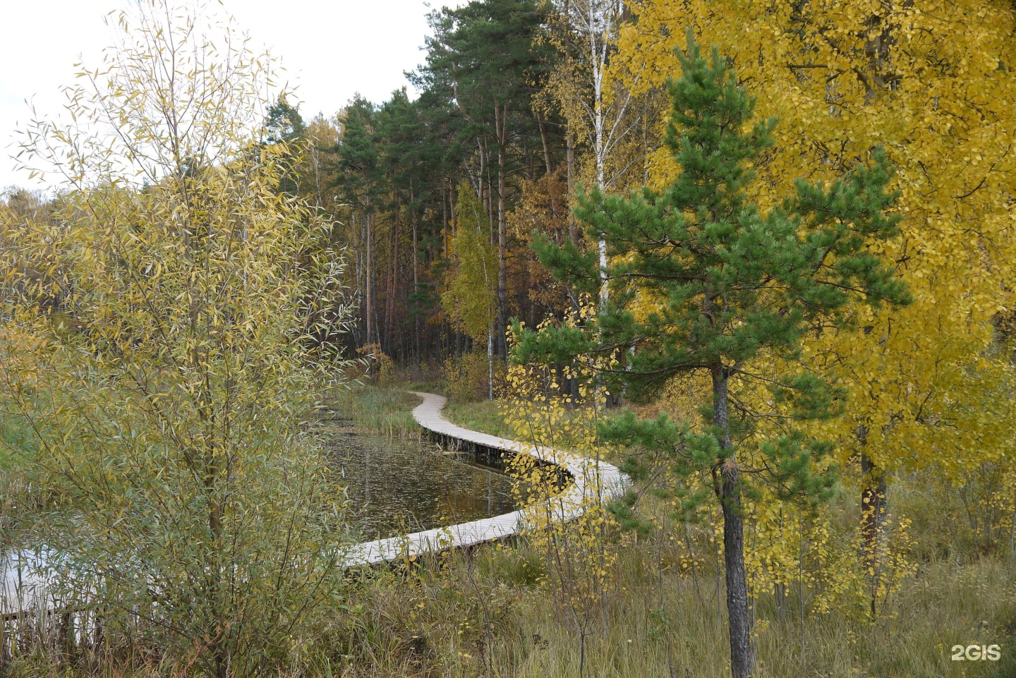 Парк лесной городок. Лесная Чайка Мещерский парк. Мещерский парк чайный домик. Лесная чаща парк Мещерский.. Мещерский лес Лесная чайная.