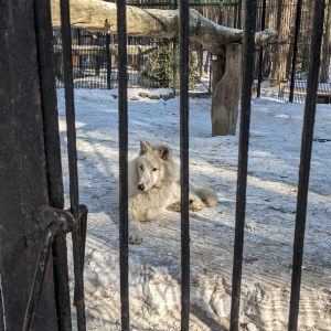 Фото от владельца Новосибирский зоопарк им. Р.А.Шило