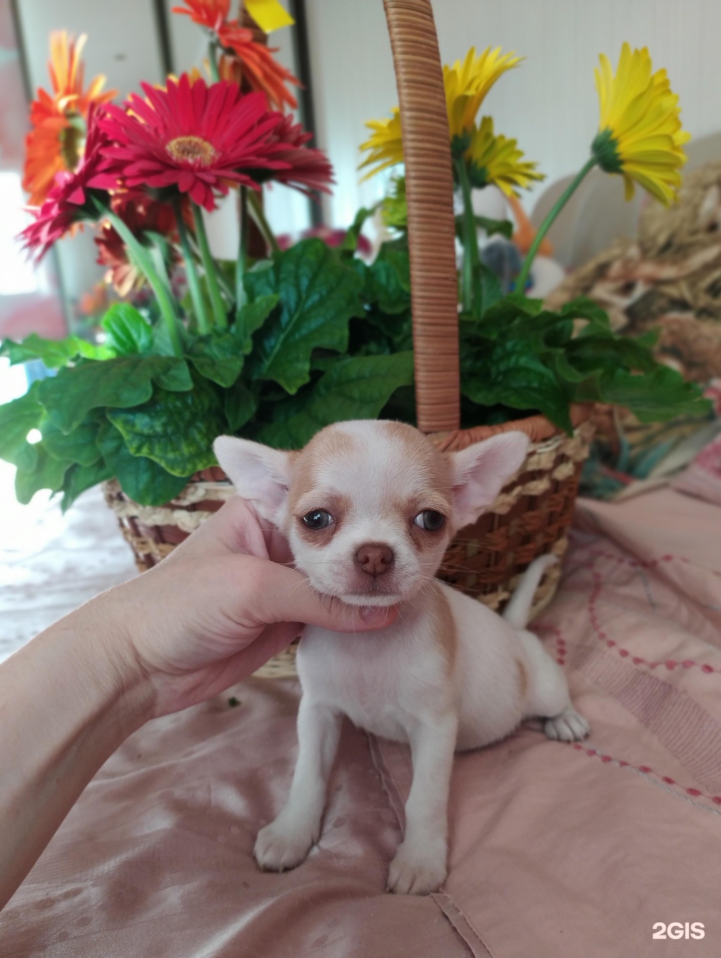 чихуахуа на улице. питомник чихуахуа во владивостоке. чихуахуа волосатая. улица чихуахуа. радужный чихуахуа.