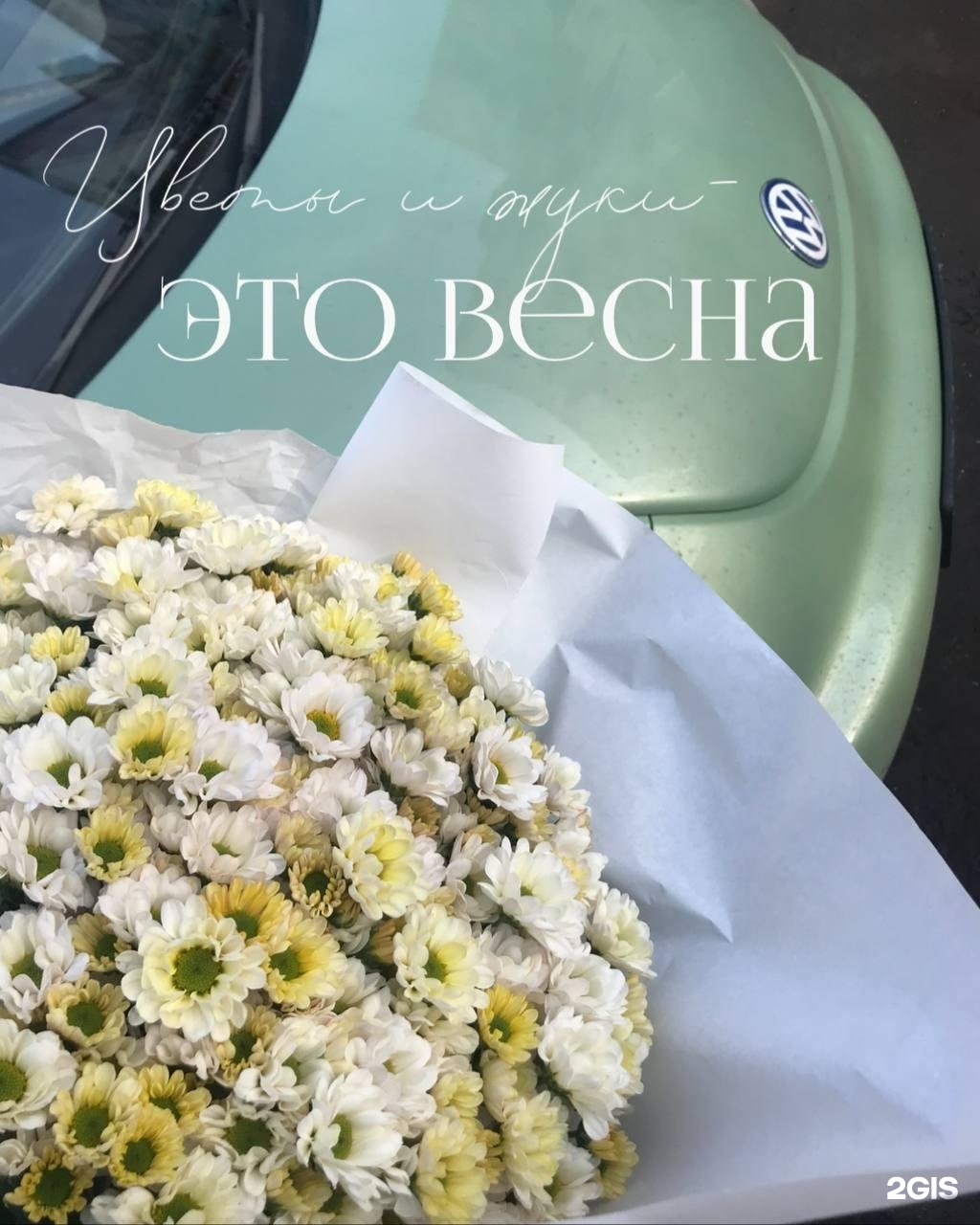 Хризантема бакарди букет. Хризантема бакарди 25 шт. Букет кустовых хризантем бакарди. Букет из хризантем бакарди белых.