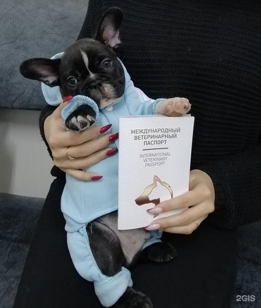 Омск мистер дворик ветеринарная клиника. Задний дворик ветклиника. Мистер дворик. Мистер дворик омск. Мистер дворик.