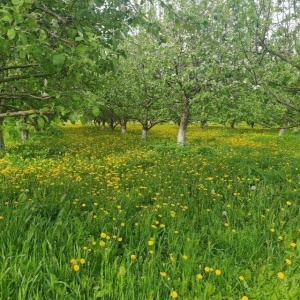 Фото от владельца Маньчжурия, семейный загородный комплекс