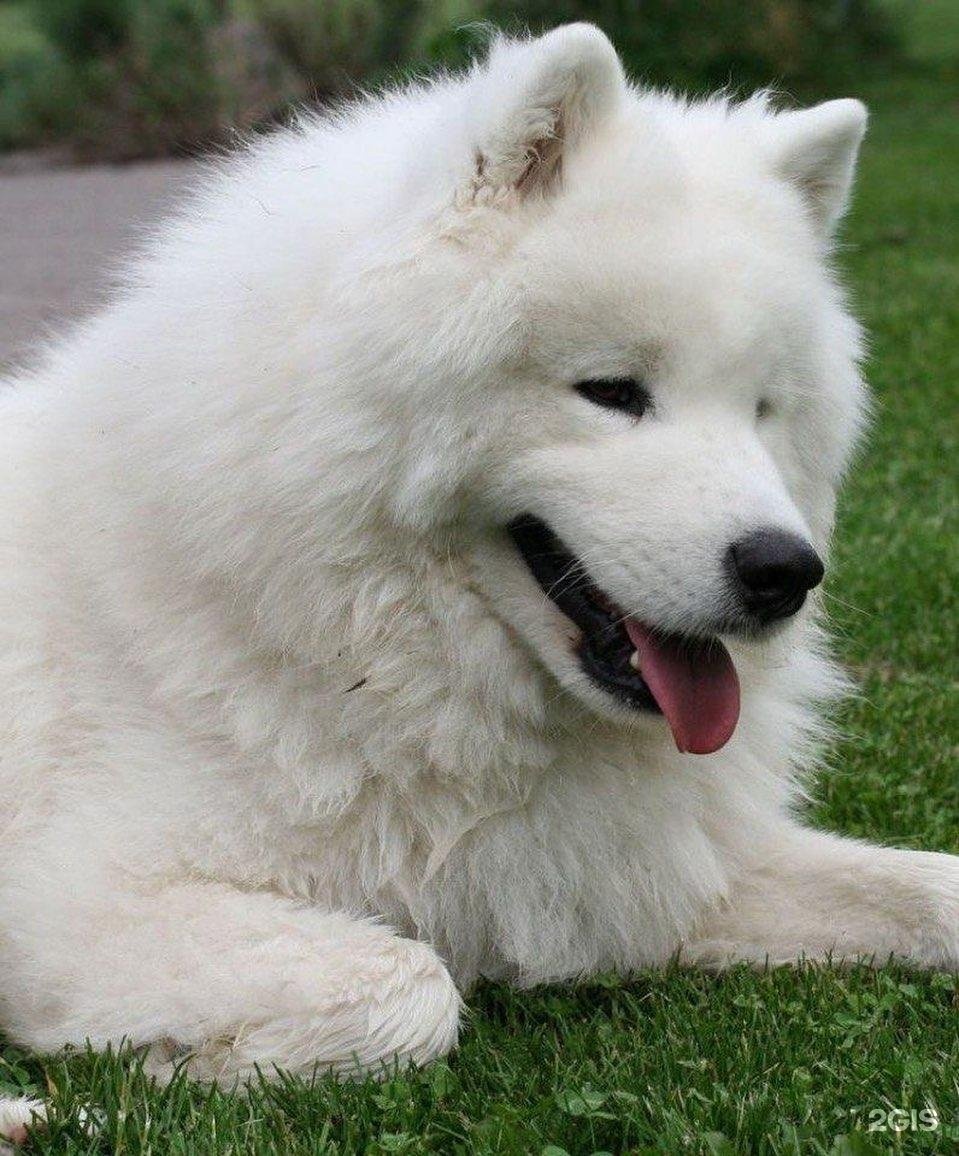 Крупная белая порода собак. Самоедская лайка. Лайка самоед. Самоедская овчарка. Самоедская лайка белая.