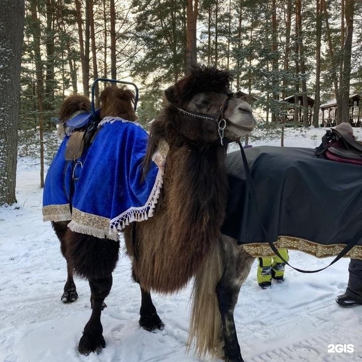 Лукоморье псков. Карина Богатырева Тасеево. Этнопарк Кочевник афиша на февраль 2022.