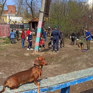 Фото от владельца Центр специальной дрессировки собак, ИП Паздерник С.В.