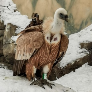 Фото от владельца Казанский зооботанический сад