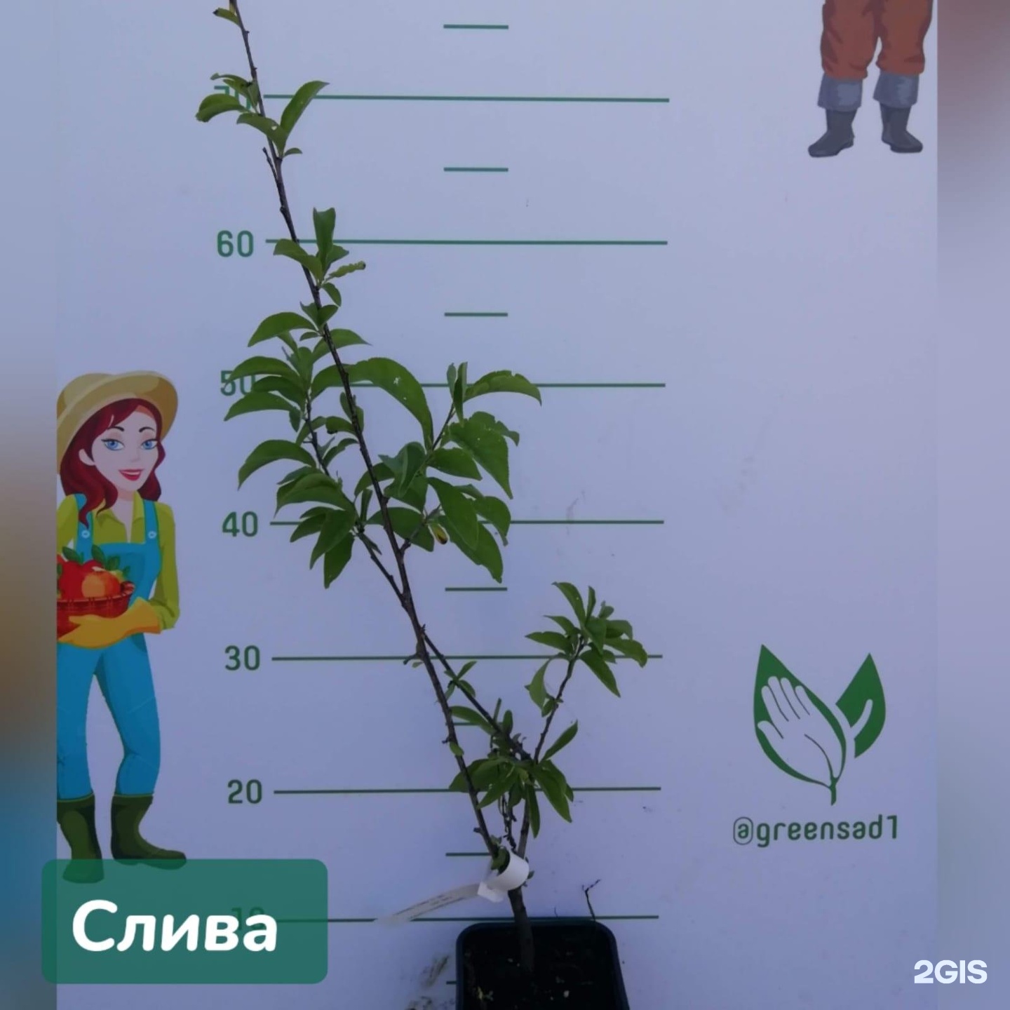 Купить Саженцы В Челябинске В Зеленый Сад