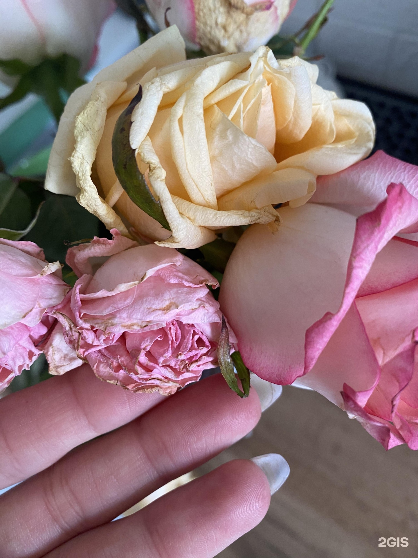 Купить Цветы В Белгороде Недорого Розы Белогорья