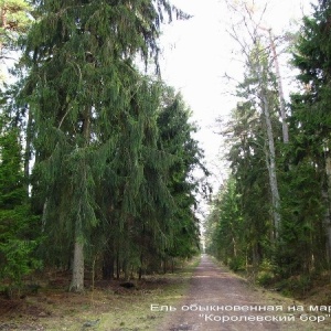 Фото от владельца Куршская коса, национальный парк