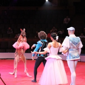 Фото от владельца Новосибирский государственный цирк
