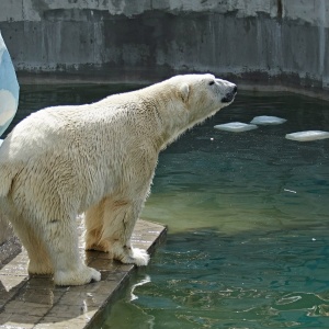 Фото от владельца Новосибирский зоопарк им. Р.А.Шило