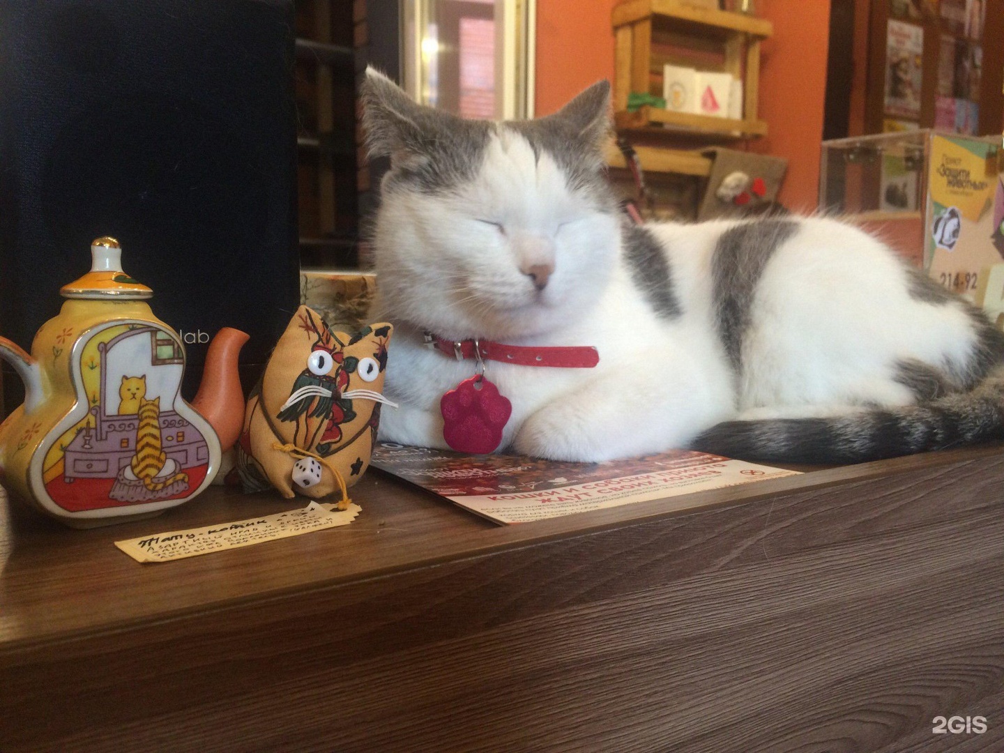 Котокафе новокузнецк. Котокафе мурчим новосибирск. котокафе мурчим новосибирск коммунистическая. котокафе омск 2025. котокафе тверь симеоновская.