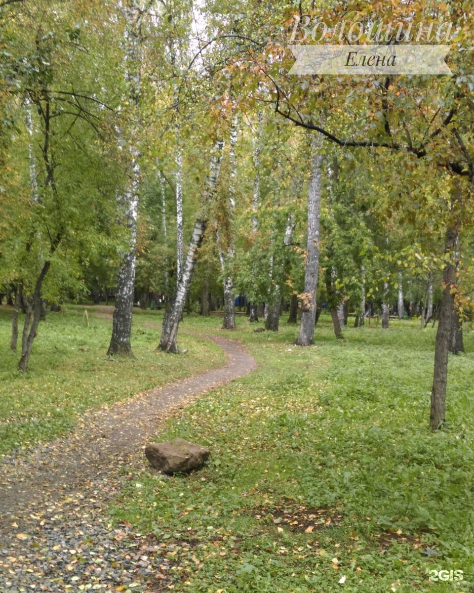 Роща новосибирск. Березовая роща Новосибирск. Берёзовая роща парк Новосибирск. Сквер Берёзовая роща Кунгур. Парк Березовая роща Новосибирск фото.