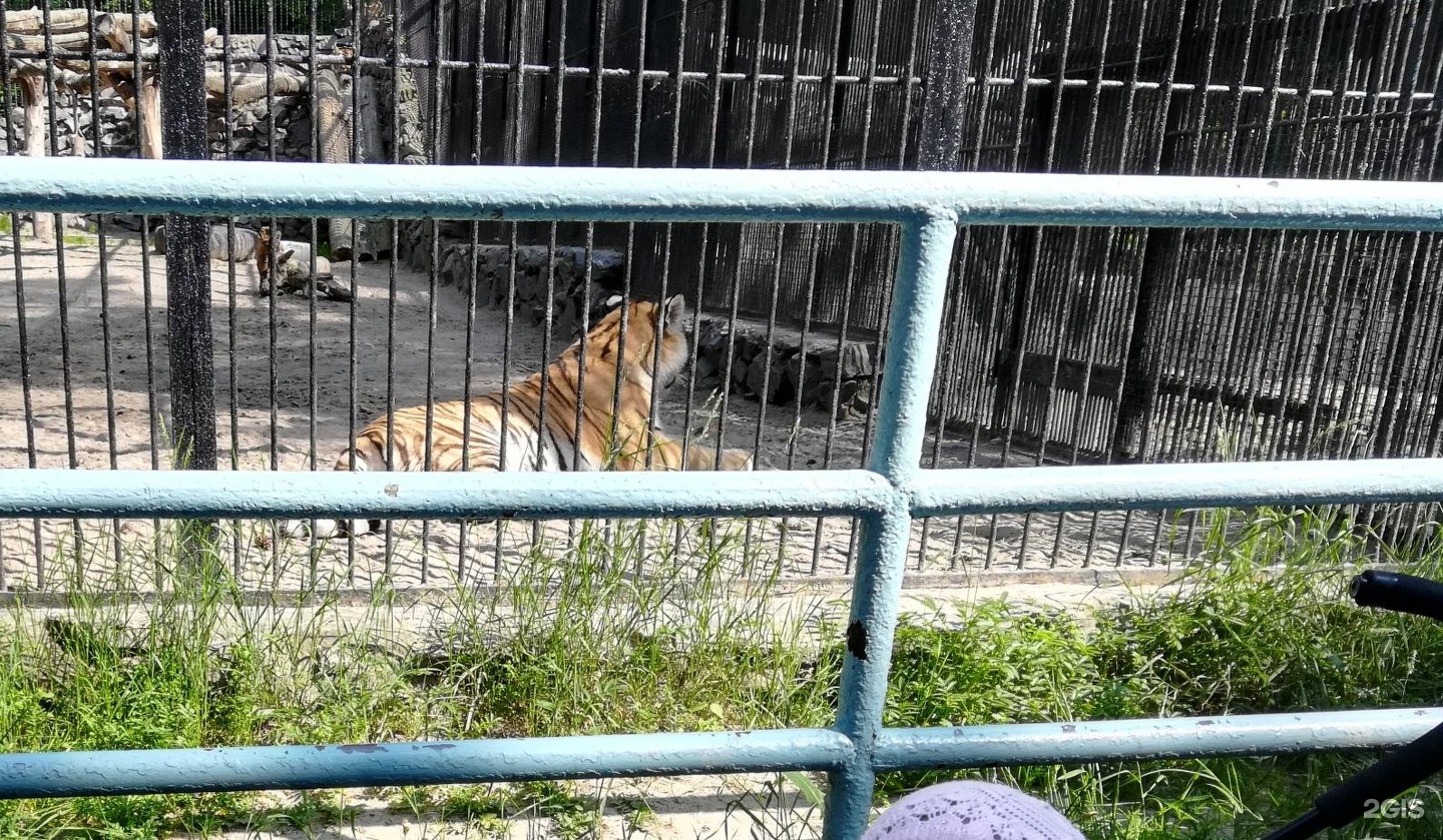 Новосибирск тимирязева 71 1 новосибирский зоопарк. Зоопарк Тимирязева, 71/1 Новосибирск. Новосибирский зоопарк лиса. Зоопарк Шило. Новосибирский зоопарк имени р. а. Шило.