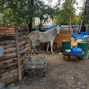 Фото от владельца Серебряная подкова, пони-ферма