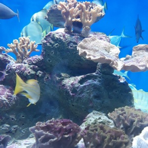 Фото от владельца Дельфиния, центр океанографии и морской биологии