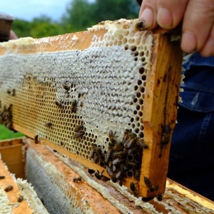 Фото от владельца Новая Пасека, Зауральская пчеловодная компания