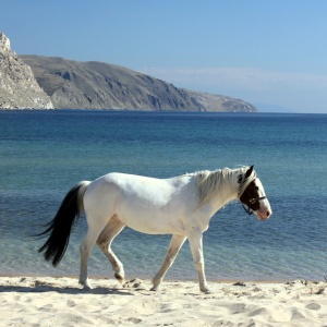 Фото от владельца Байкальский конно-туристический центр