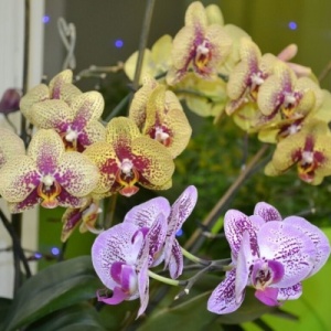 Фото от владельца Орхидея, салон красоты
