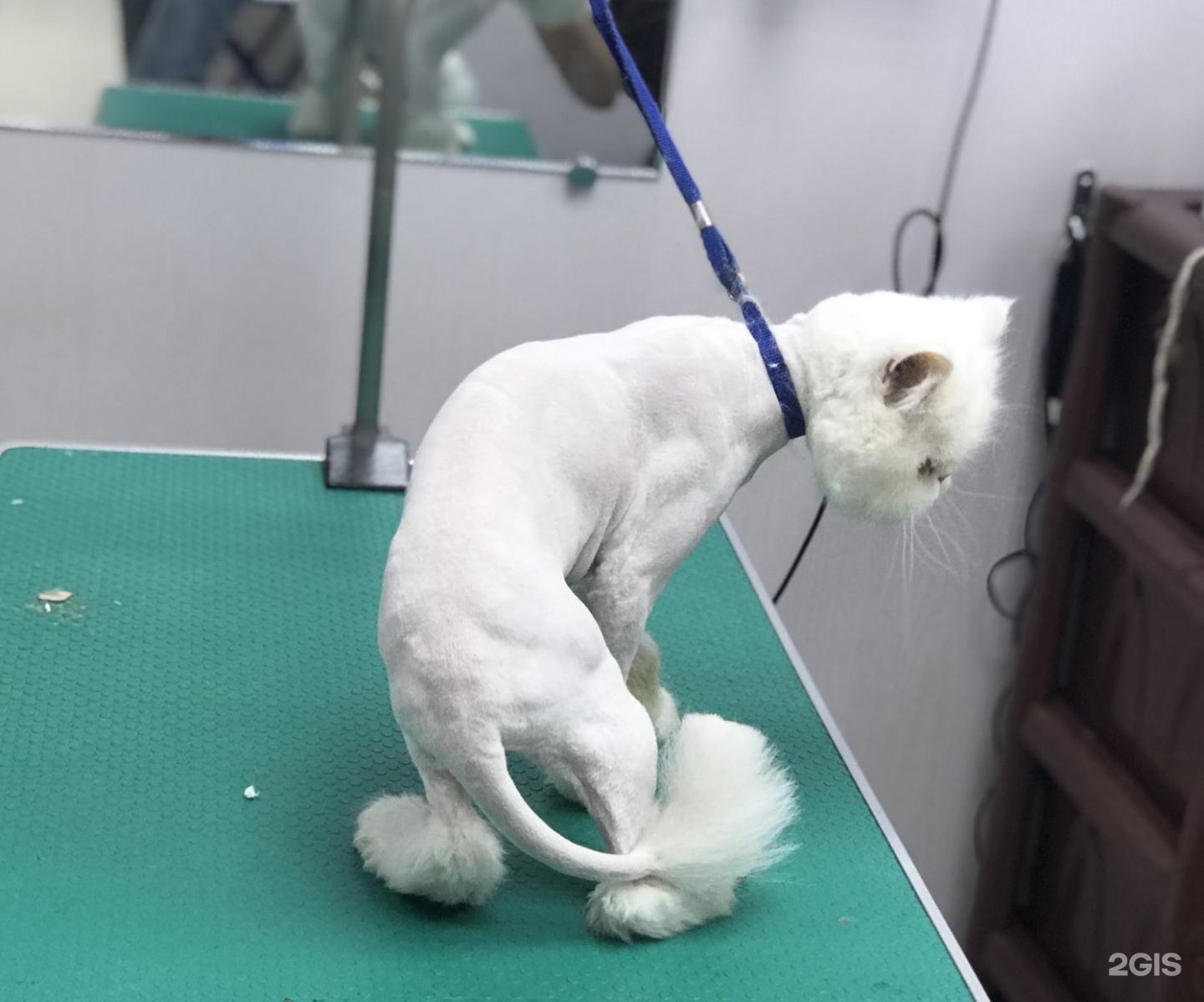 Лапки хвостики. Кошачий хвостик. Манул лапки. Кошачья лапа. Меховые шкуры с головой и лапами на шею.