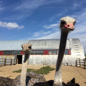 Фото от владельца Тюменский страус, страусиная ферма
