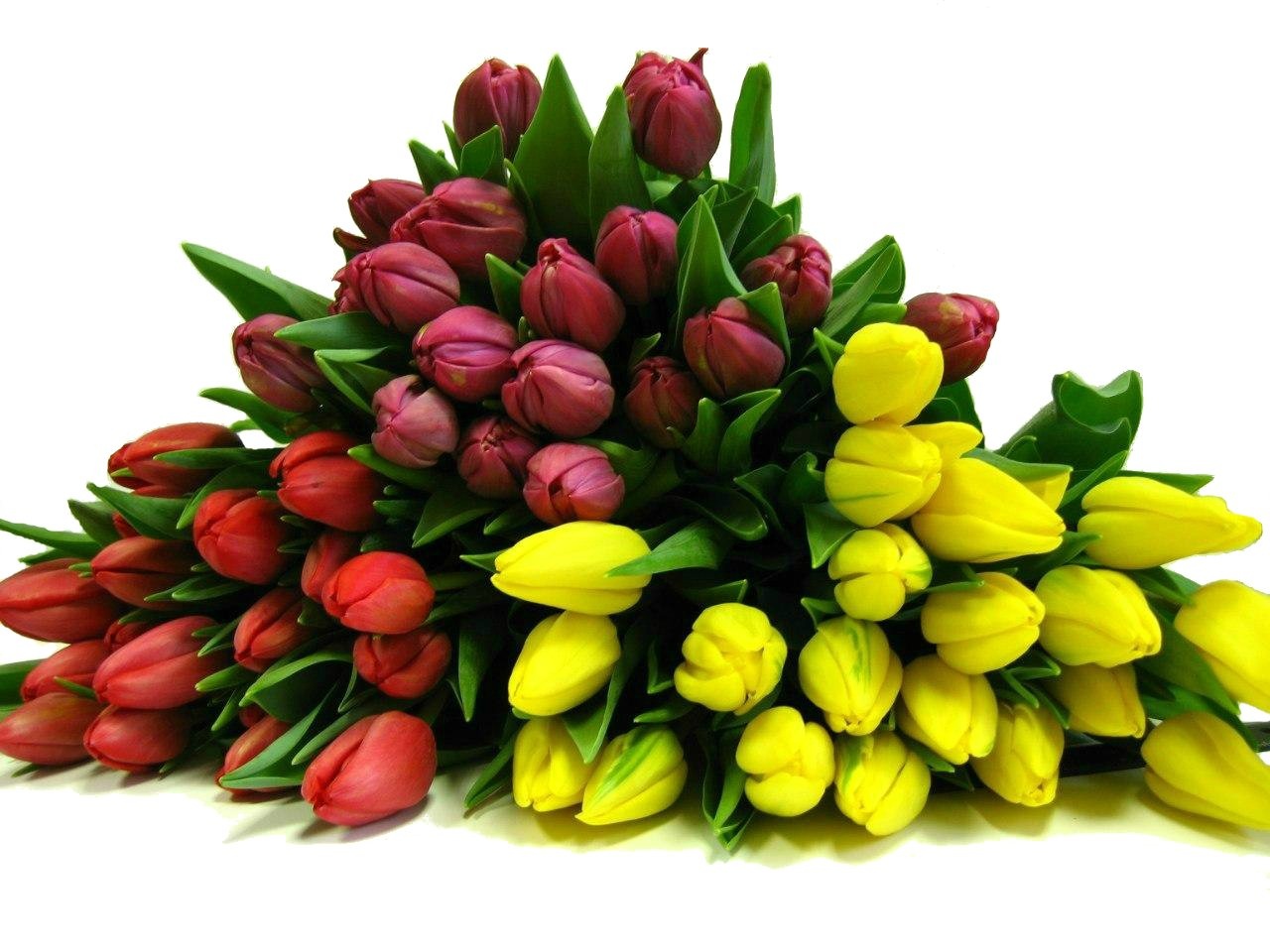 Букет из тюльпанов разных цветов. Мелкоцветные тюльпаны. Шикарный букет тюльпанов. Большие букеты тюльпанов. Красивые букеты из тюльпанов.