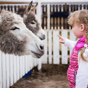 Фото от владельца Аллегро, конный клуб