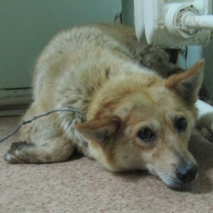 Фото от владельца ЛесПаркХоз, МКУ, отдел по отлову и содержанию безнадзорных домашних животных