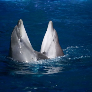 Фото от владельца Немо, дельфинарий