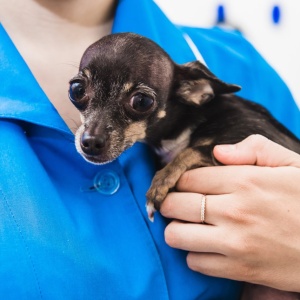 Фото от владельца Вита animal, ветеринарная клиника