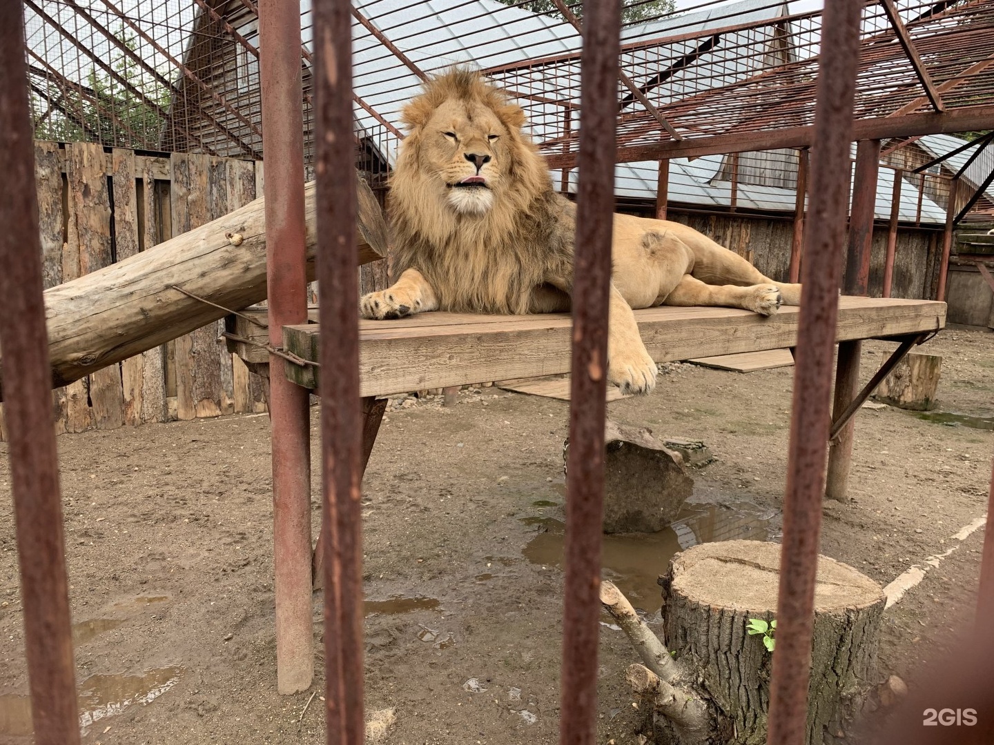 Новый зоопарк в перми фото