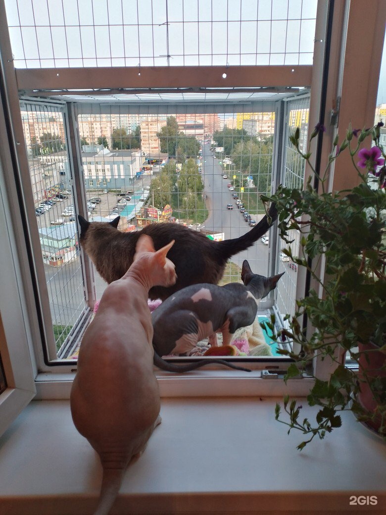 Кошачий балкон. Балкон для животных. Балкончик для кошки. Кот на балконе.