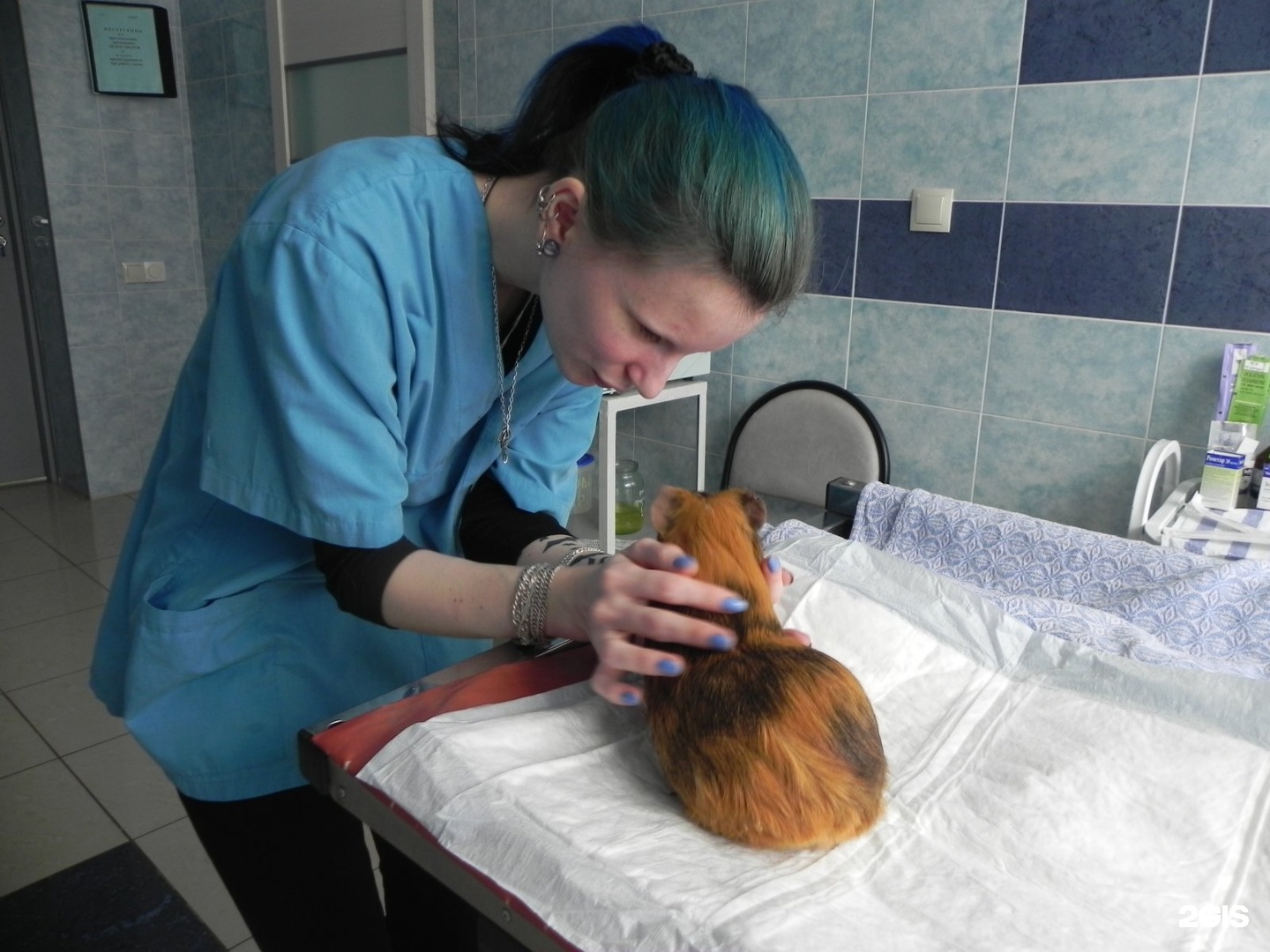 аксай ветеринарный врач. ветклиника заволжье ул пушкина 42. медицинские центры в дзержинске. ветеринарка дзержинск. ветеринар дзержинск.