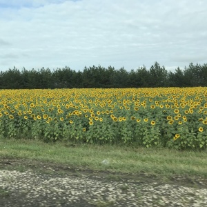 Фото от владельца Деловые Линии, ООО, транспортно-экспедиторская компания