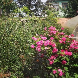 Фото от владельца Дачный мир, сеть садовых центров